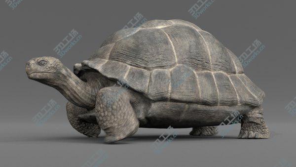 images/goods_img/20210312/Giant  Tortoise Animated model/3.jpg